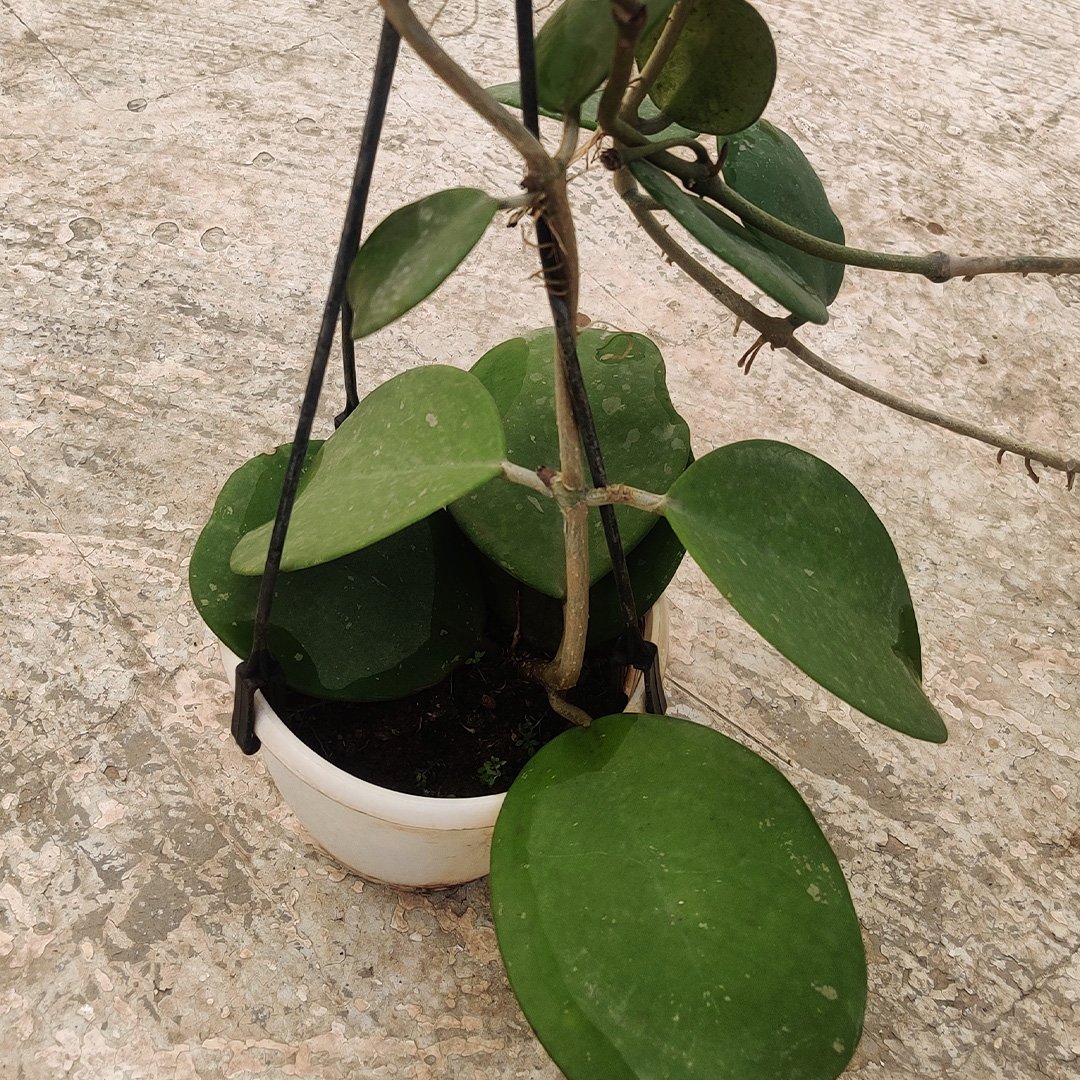 Hoya Obovata